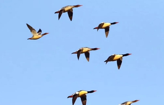 鸟的天堂！16种900只水鸟洈水越冬
